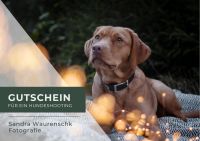 Gutschein Hundefotos / Hundefotograf bei Dresden Sachsen - Kreischa Vorschau