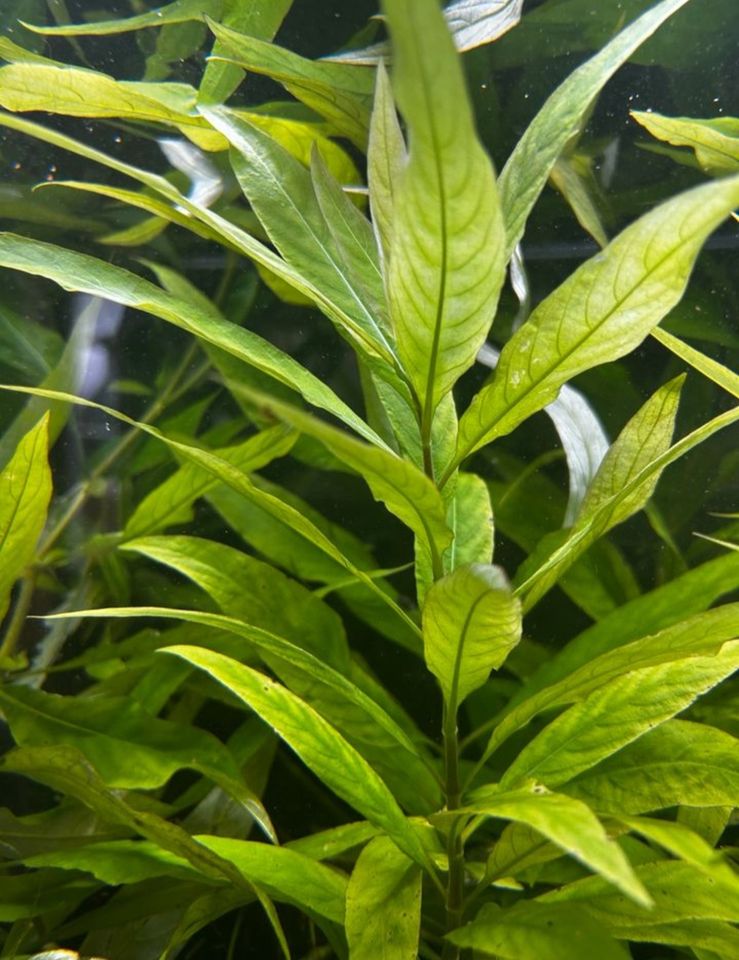 Wasserfreund fürs Aquarium , Pflanzen in Berlin