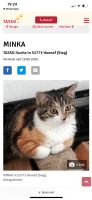 Katze vermisst Nordrhein-Westfalen - Hennef (Sieg) Vorschau