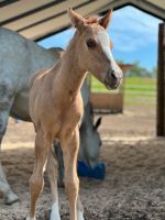 American Quarterhorse Hengst Fohlen Bayern - Geisenfeld Vorschau