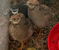 Chinesiche zwergwachtel Jungtiere suchen neues Zuhause Sachsen - Mücka Vorschau