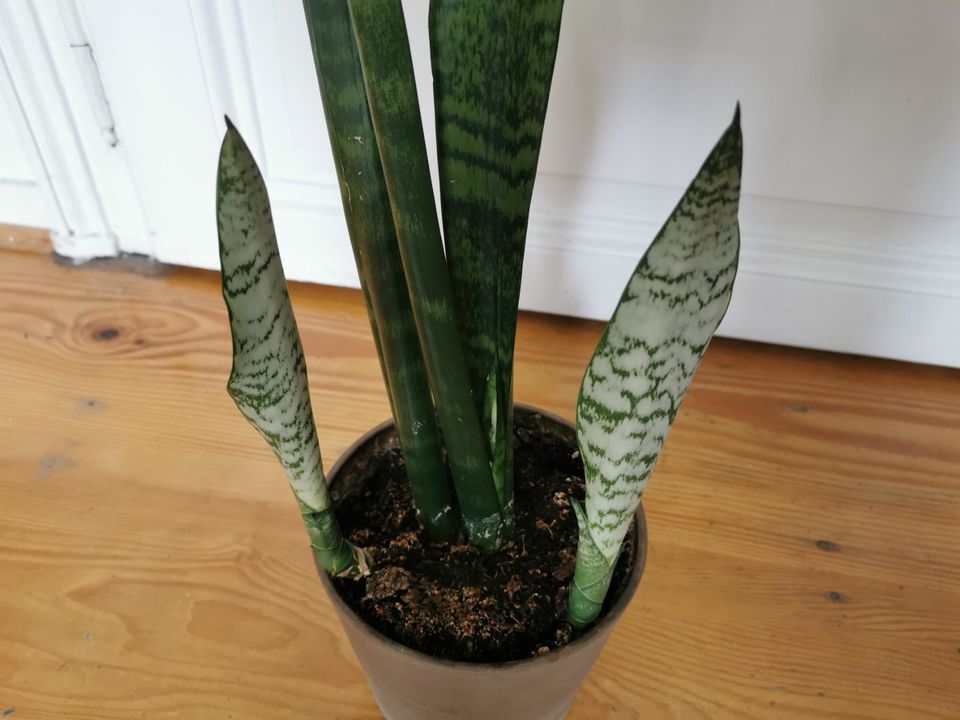 Bogenhanf / Sansevieria (1m bzw. 1,3m hoch) in Frankfurt am Main