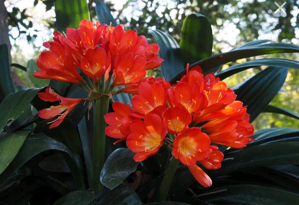 Eine Zimmerpflanze von Clivia. in Schmelz