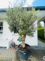 Olivenbaum 80 Jahre alt im Kübel GROẞ‼️ Nordrhein-Westfalen - Mönchengladbach Vorschau