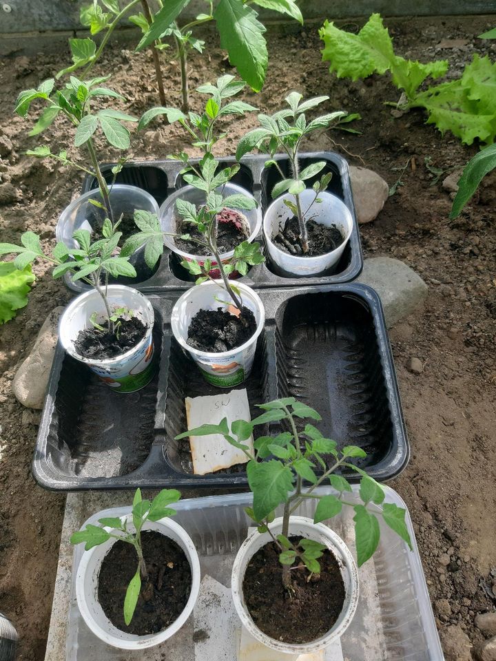 letzten Tomatenpflanzen  und Zucchini in Wismar