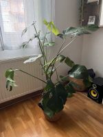 Monstera Deliciosa 1 Meter Bayern - Miesbach Vorschau