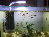 Guppies , Zierfische Baden-Württemberg - Besigheim Vorschau