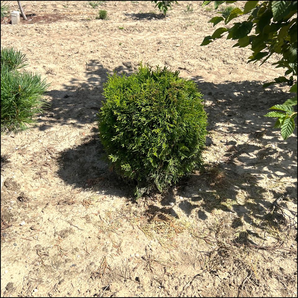 Thuja Kugel - Formgehölz Gartenbonsai | Bayernhecke in Ingoldingen