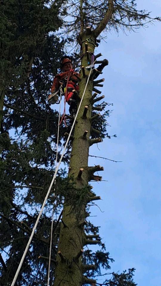 Problembaumfällung - Baumfällung- Forstservice- Landschaftspflege in Kirchroth