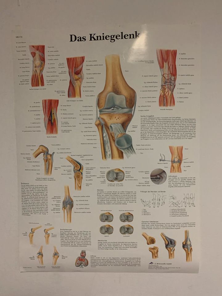 Anatomie Tafeln in Haldensleben