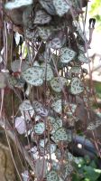 Ableger String of hearts Ceropegia Woodii Baden-Württemberg - Nußloch Vorschau