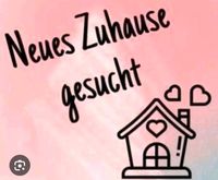 Dringend 3-4 Zi Whg gesucht ! Nordrhein-Westfalen - Kaarst Vorschau