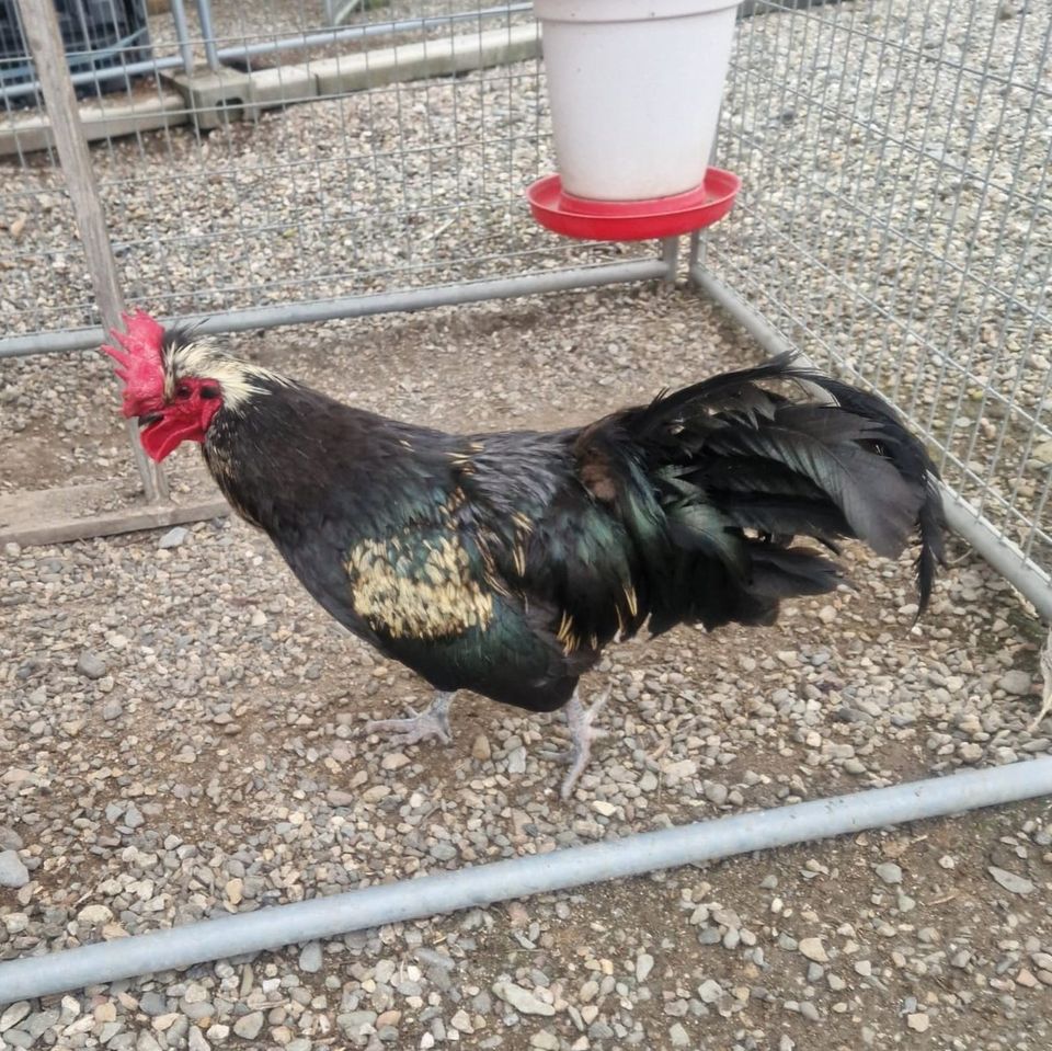 Stamm 1.5 Shetland Huhn - 1 Hahn mit 5 Hennen SELTENE GRÜNLEGER in Trebgast