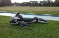 Suche Wale/Orcas Bayern - Rosenheim Vorschau