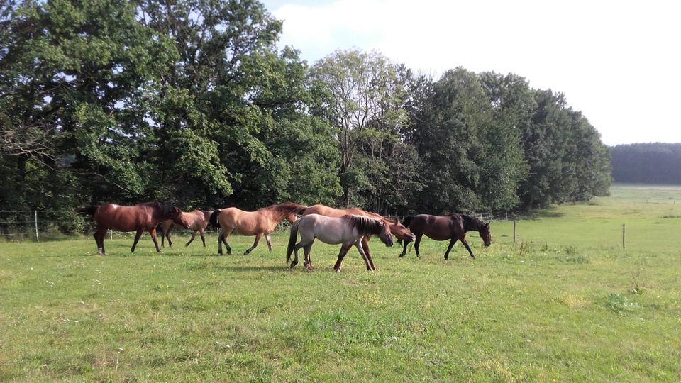 Konik-Stute, exzellentes Freizeitpferd, Falbe, Grullo, Traumpferd in Dresden