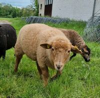 Schafe suchen Menschen (Schafliebhaber) Hessen - Darmstadt Vorschau