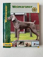 Weimaraner Harper bede Sachsen-Anhalt - Harsleben Vorschau