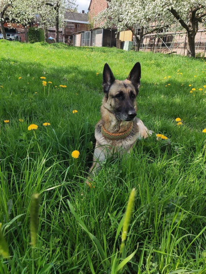 Senta Schäferhund Mix Hündin in Eschau