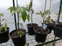 Tomatenpflanzen, Butternut- Kürbis, Gurke, Paprika Niedersachsen - Stadthagen Vorschau