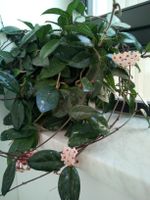 Zimmerpflanze Hoya Carnosa Porzellanblume Wachsblume Mitte - Moabit Vorschau