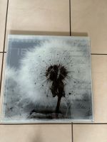 Wandbild Pusteblume Glas 50 x 50 cm Nordrhein-Westfalen - Kamp-Lintfort Vorschau