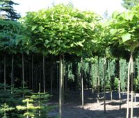 catalpa bignonioides nana 225-250cm kugel trompetenbaum Lingen (Ems) - Wachendorf Vorschau