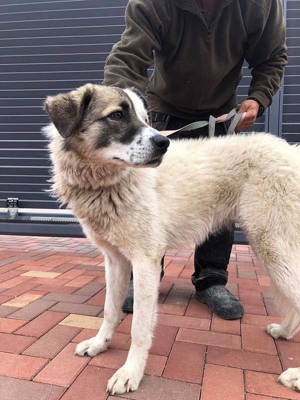 Mischling Hündin Manon wartet in der Hundepension auf ihr Glück in Wallersheim