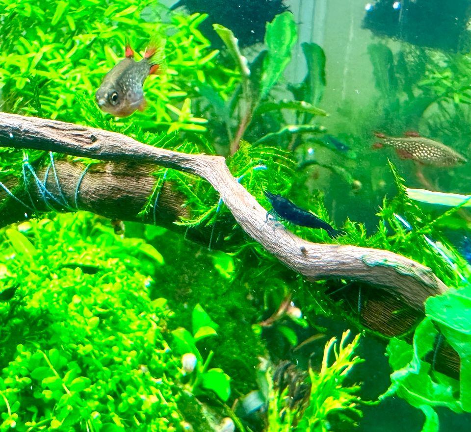 Blue Diamond Garnele Neocaridina davidi Aquarium Aquascaping in Frechen