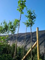 Paulownia tomentosa, Blauglockenbaum Niedersachsen - Sögel Vorschau