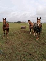 Box Stallplatz Nordfriesland - Süderlügum Vorschau