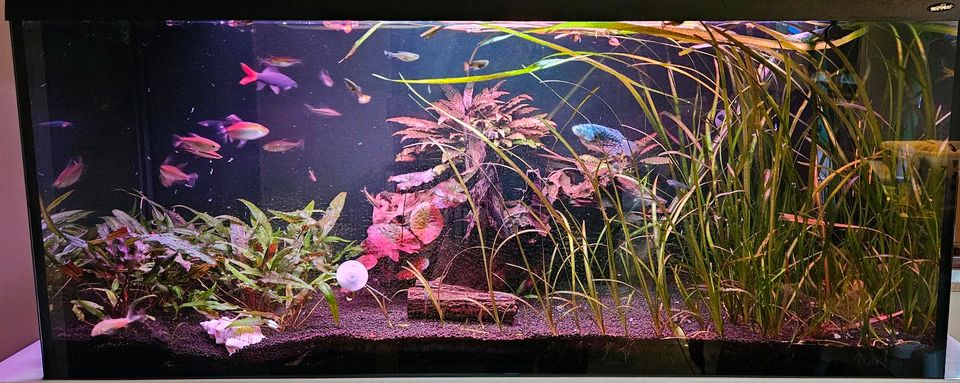 Aquariumpflanze, Wasserkelch, Cryptocoryne in Schkeuditz