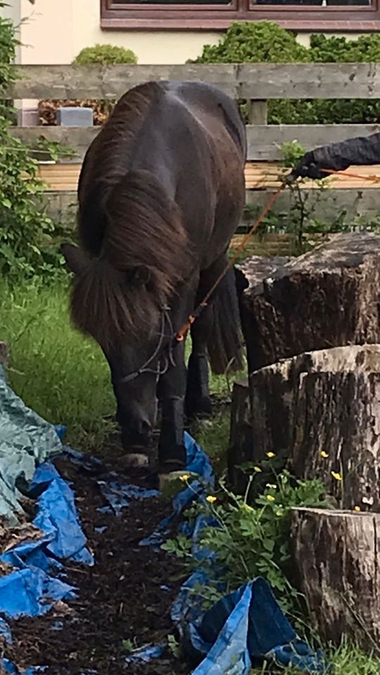 Reitbeteiligung auf Isländer (Pferd sucht Reiter) in Fargau-Pratjau