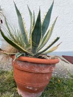 Agave im keramiktopf 57 cm Baden-Württemberg - Spaichingen Vorschau