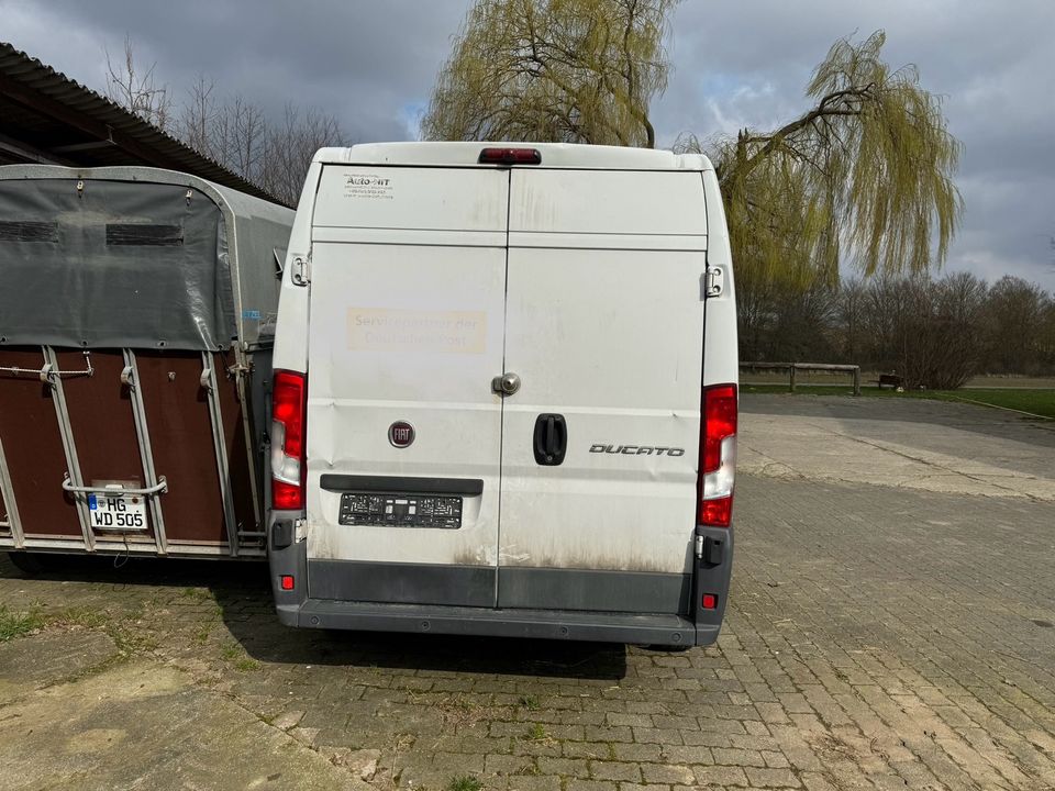 Fiat Ducato L2 H2 nicht Fahrbereit Mwst. Ausweisbar in Usingen