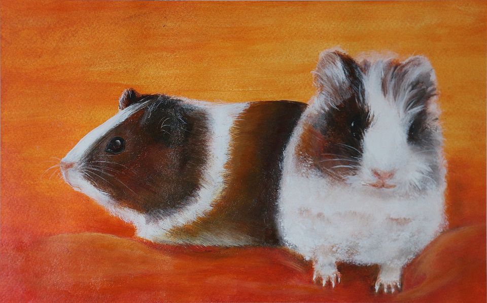 Gemälde Bild Wandbild Acryl Meerschweinchen Zeichnung mit Rahmen in Dresden