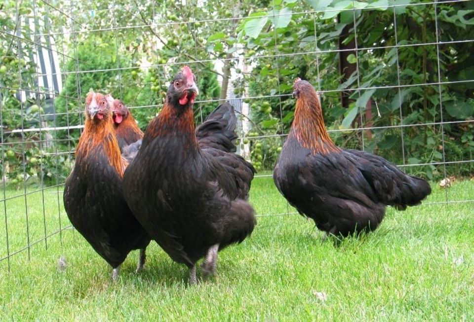 Marans Schwarz Kupfer Bruteier tolle Hühner Eier zum ausbrüten in Reinheim