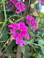 Samenkörner: Wicke (Staude,winterhart), Farbe: Pink Niedersachsen - Osnabrück Vorschau