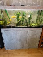 Aquarium 350 Liter Dithmarschen - Heide Vorschau