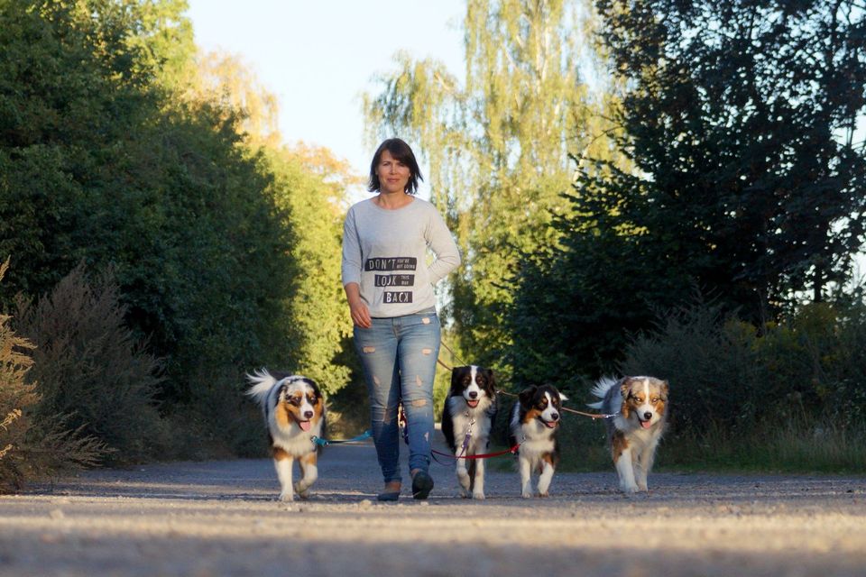 Mini Aussie, Mini Shepherd, Aussie in Welfesholz