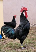 Barbezieux - junge Hühner/Hähne Niedersachsen - Jühnde Vorschau