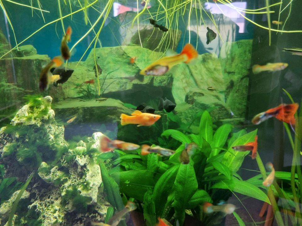 Blackmolly Zierfische Koi Guppys Aquarium Schwimmpflanzen in Leipzig