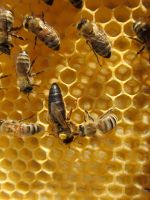 Buckfast Bienenkönigin 2024 Standbegattete Königin Weisel Sachsen-Anhalt - Wanzleben Vorschau
