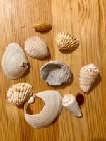 Muscheln Shells Set Deko Baden-Württemberg - Kusterdingen Vorschau