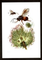 Rosen Gallwespe Hautflügler Cynipidae Insekten Offsetdruck Niedersachsen - Aurich Vorschau