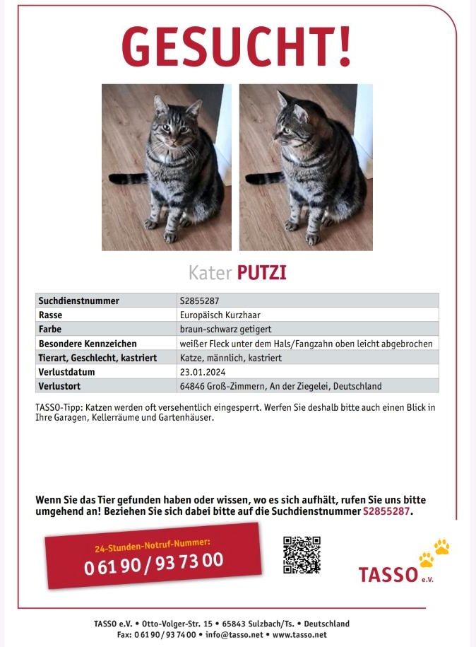 Kater vermisst in 64846, Groß-Zimmern in Groß-Zimmern