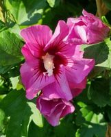 Hibiskus Ableger Niedersachsen - Nordsehl Vorschau