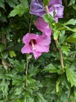 Garteneibisch Hibiskus winterhart verschiedene Größen Leipzig - Möckern Vorschau