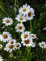 Margeriten Pflanzen  winterhart, mehrjährig Bayern - Wonfurt Vorschau