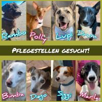 Werden Sie Pflegestelle für den Tierschutz SALVA HUNDEHILFE e.V Bayern - Warngau Vorschau