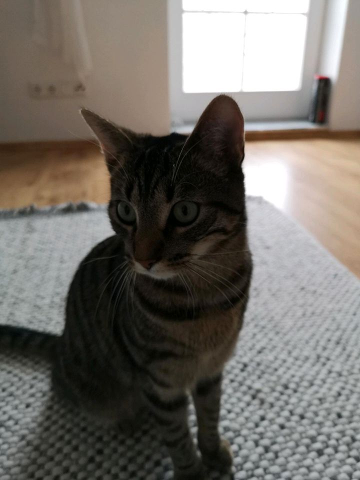 Ich suche meinen Kater Simba Katze in Erftstadt